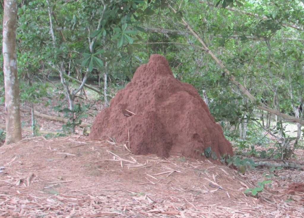 huge ant hill in ghana