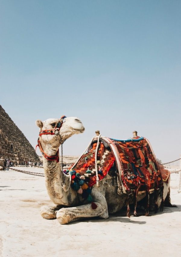 camel sitting